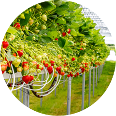 Pěstování<br>v&nbsp;kokosu