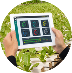 Hydroponie<br>a&nbsp;aeroponie